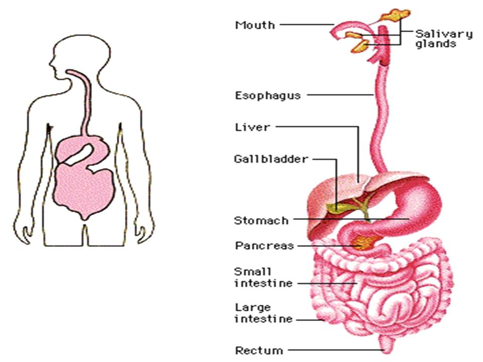 Пищеварительная система человека презентация на английском
